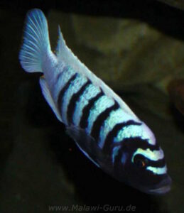 Metriaclima zebra 'Thumbi West'