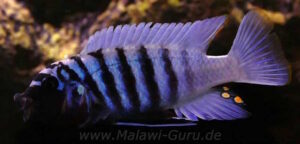 Metriaclima zebra 'Thumbi West'