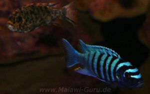 Metriaclima zebra 'Thumbi West'