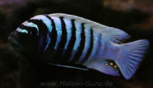 Metriaclima zebra 'Thumbi West'