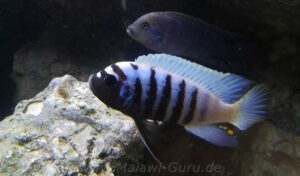 Metriaclima zebra 'Thumbi West'