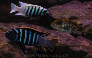 Metriaclima zebra 'Thumbi West'