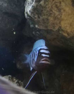 Metriaclima zebra 'Thumbi West'