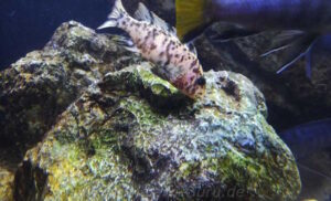 Metriaclima zebra 'Thumbi West'