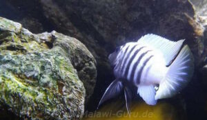 Metriaclima zebra 'Thumbi West'