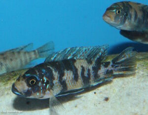 Metriaclima zebra 'Masinje'