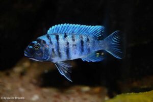 Metriaclima zebra 'Masinje'