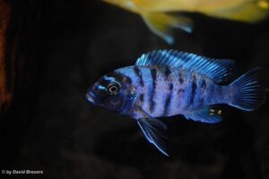 Metriaclima zebra 'Masinje'