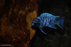 Metriaclima zebra 'Masinje'