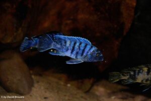 Metriaclima zebra 'Masinje'