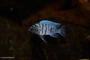 Metriaclima zebra 'Masinje'