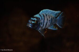 Metriaclima zebra 'Masinje'