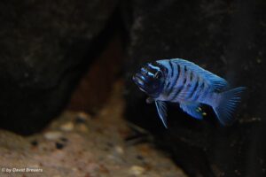 Metriaclima zebra 'Masinje'