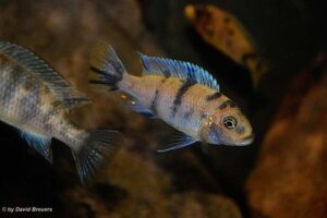 Metriaclima zebra 'Masinje'