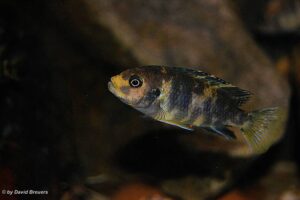 Metriaclima zebra 'Masinje'