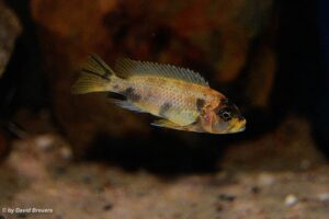 Metriaclima zebra 'Masinje'