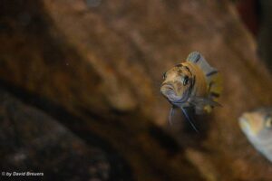 Metriaclima zebra 'Masinje'