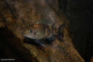 Metriaclima zebra 'Masinje'