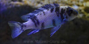 Metriaclima zebra 'Masinje'