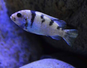 Metriaclima zebra 'Masinje'