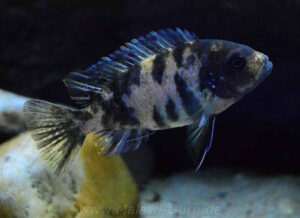 Metriaclima zebra 'Masinje'