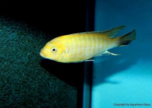 Metriaclima nigrodorsalis 'Nkhungu'