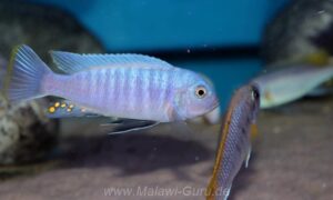 Metriaclima sciasma 'Nkanda'