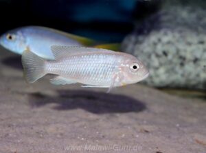 Metriaclima sciasma 'Nkanda'