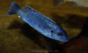 Petrotilapia pyroscelos