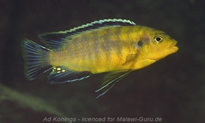 Petrotilapia sp. 'mumbo yellow'