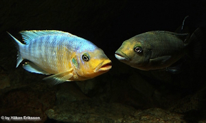 Petrotilapia sp. 'yellow chin'