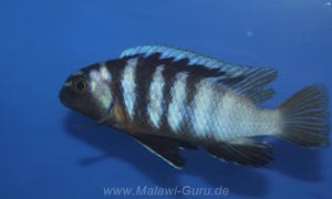 Tropheops microstoma