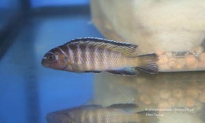 Tropheops modestus 'Chidunga Rocks'