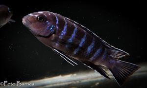 Tropheops sp. 'elongatus mbako'