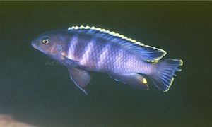 Tropheops sp. 'Taiwan'