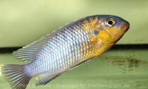 Tropheops sp. 'lilac'