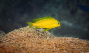 Tropheops sp.'olive'