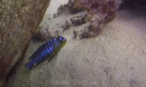 Tropheops sp. 'membe'