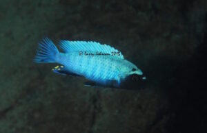 Pseudotropheus sp. 'polit' Lion's Cove