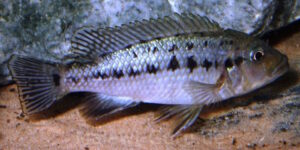 Pseudotropheus benetos 'Magunga'