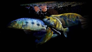 Die Artenlisten zu den Nonmbuna und Mbuna Artenlisten