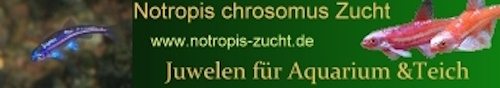%Buntbarsche Malawisee%