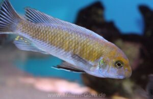 Labeotropheus trewavasae 'Border'