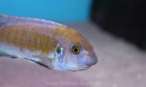 Labeotropheus trewavasae 'Border'