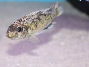 Labeotropheus trewavasae 'Border'