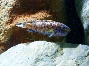 Labeotropheus trewavasae 'Border'