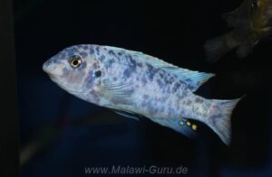 Labeotropheus trewavasae 'Chidunga Rocks'