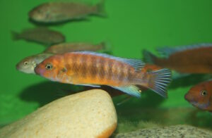 Labeotropheus trewavasae 'Chilumba'