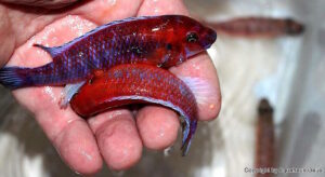 Labeotropheus trewavasae 'Chilumba'