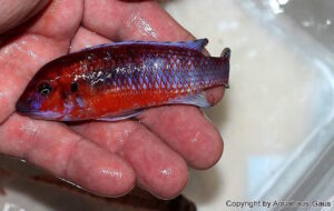 Labeotropheus trewavasae 'Chilumba'
